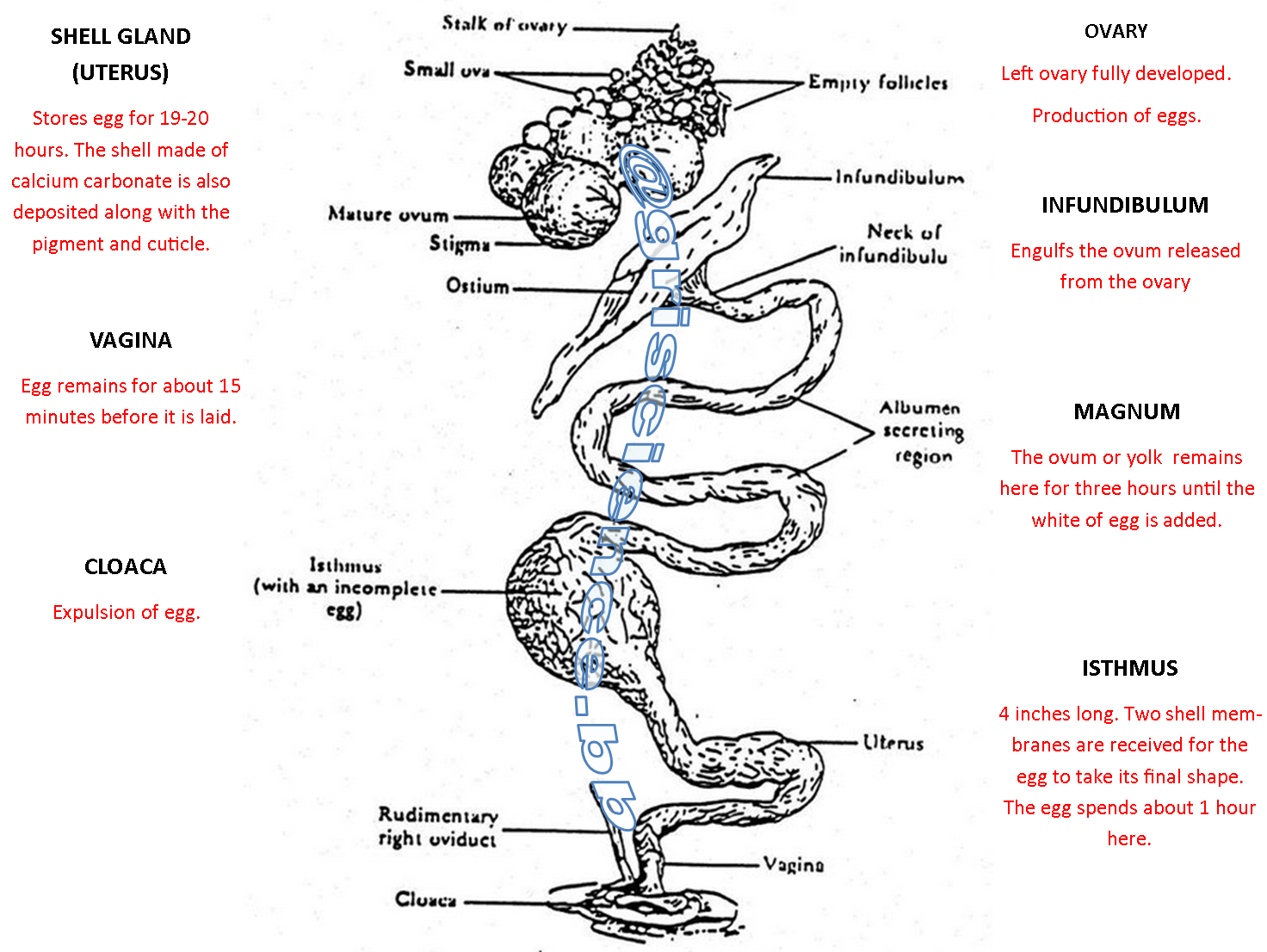 Female And Male Reproductive System